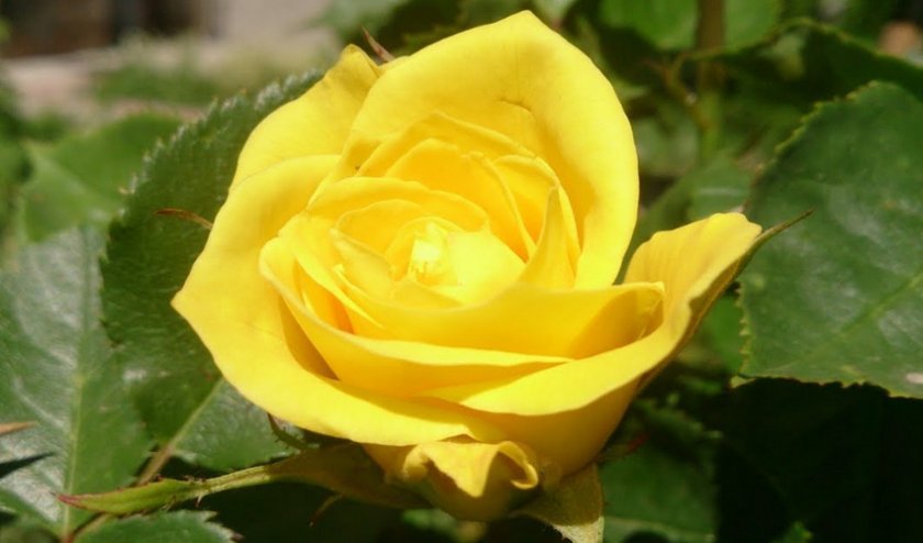 6411f981da89fa7f012561cd6c72d551 Жовті троянди: до чого дарують, значення та опис кращих сортів, основні правила догляду