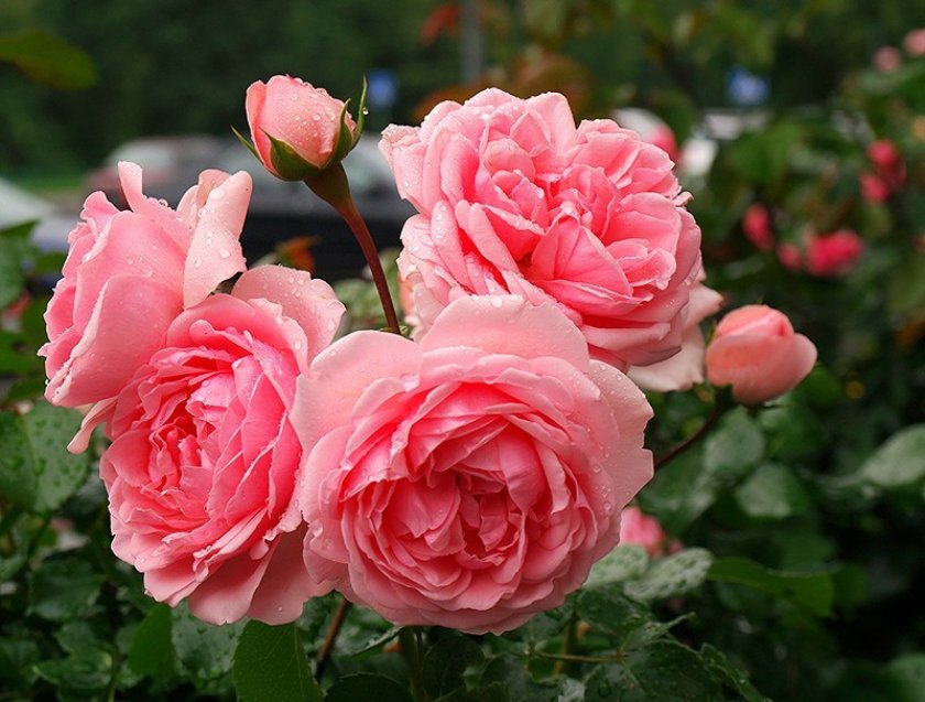 6468e7f035f774ad4df78c066db8c214 Паркові троянди: опис, посадка й догляд, вирощування, обрізка і укриття на зиму, фото, відео