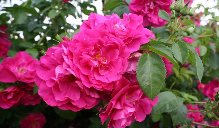 65317e4038321fdf3ef0d16d869476eb Канадські троянди: опис сортів з фото, посадка й догляд, особливості вирощування