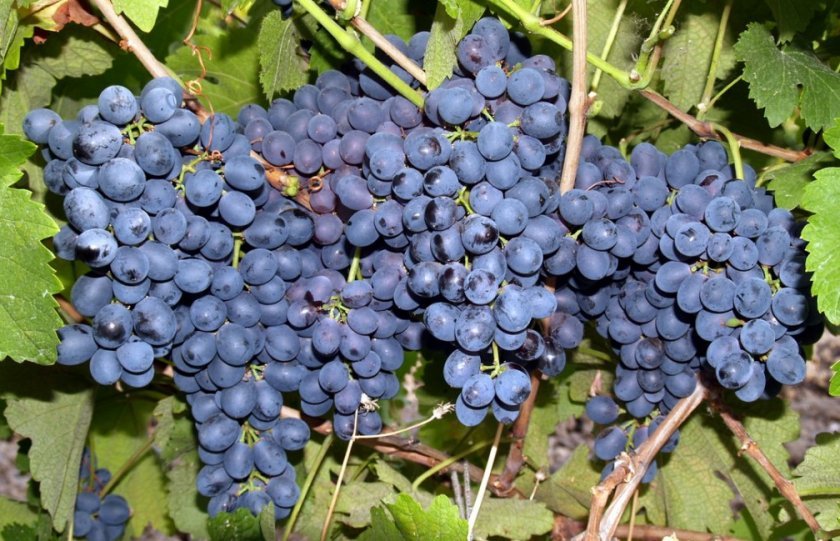 65516cea3ed194a6c4d60c5667b47d87 Найсмачніші сорти винограду: вибір за кольором і терміном дозрівання, які сорти найбільш невибагливі, відео