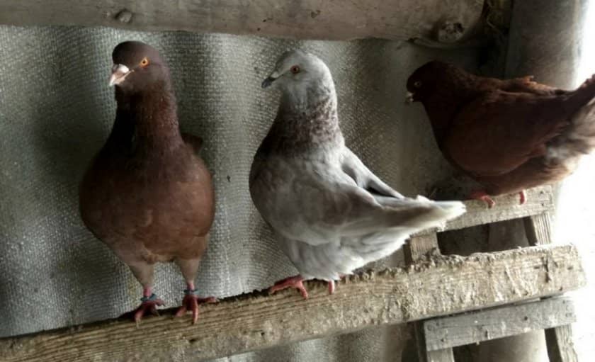 66309ca97d544f2fae46cd15e383d766 Мясні голуби: вибір порід, як утримувати, годування і розведення, фото