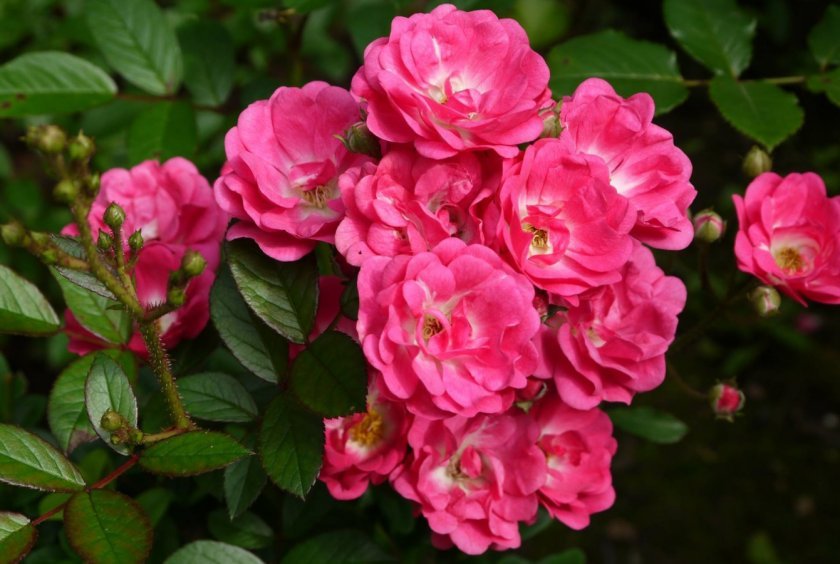 6796f74918d8b7e6e93d26e1ac2db033 Поліантові троянди: опис та фото, вирощування і догляд в домашніх умовах, посадка, обрізка і розмноження