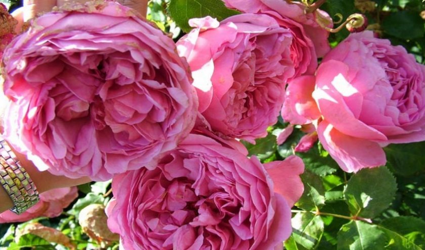68f5d31381baecdfb3e0571036657883 Англійські троянди: опис з фото, особливості посадки, догляду та вирощування