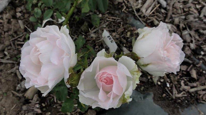 6ab72223a374b1e32cf0a26493d8dd85 Поліантові троянди: опис та фото, вирощування і догляд в домашніх умовах, посадка, обрізка і розмноження