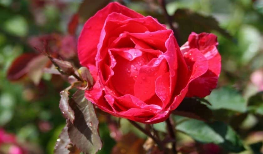 6b8b1a0d589a95c22a837a23ea9c4190 Канадські троянди: опис сортів з фото, посадка й догляд, особливості вирощування