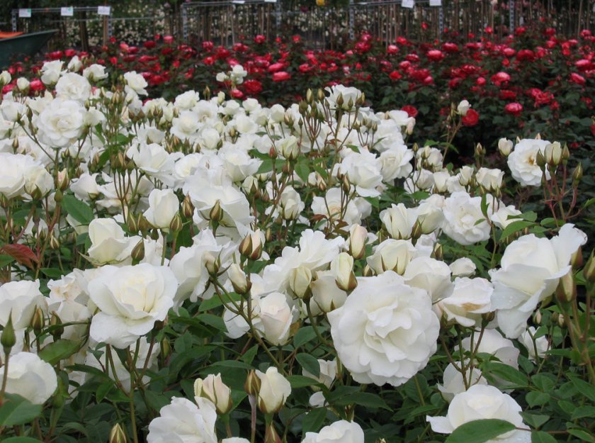 6ca2e4c7a1b05cb72478b7a1e82e824c Поліантові троянди: опис та фото, вирощування і догляд в домашніх умовах, посадка, обрізка і розмноження