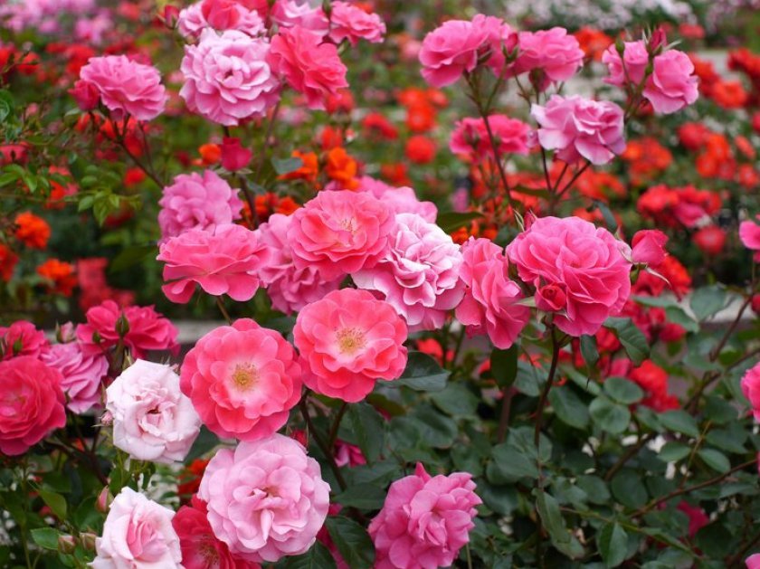 6ce670159428eb01145e38ac62251f69 Поліантові троянди: опис та фото, вирощування і догляд в домашніх умовах, посадка, обрізка і розмноження