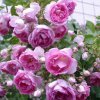 6d0fe650471ea2f08918ddf628761563 Паркові троянди: опис, посадка й догляд, вирощування, обрізка і укриття на зиму, фото, відео