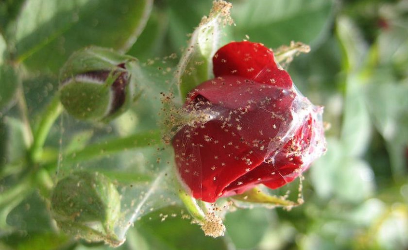 6d543017213f3d169eb45aaf7d3ce6fd Троянди Еквадор: опис сортів з фото, особливості вирощування та догляд