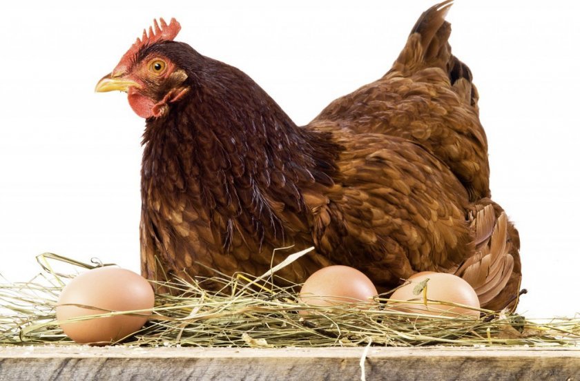 70baf9f9f817c92c1c8eaefea51256d0 Скільки часу курка висиджує яйця до появи курчати: яка кількість яєць висиджує, як доглядати за квочкою
