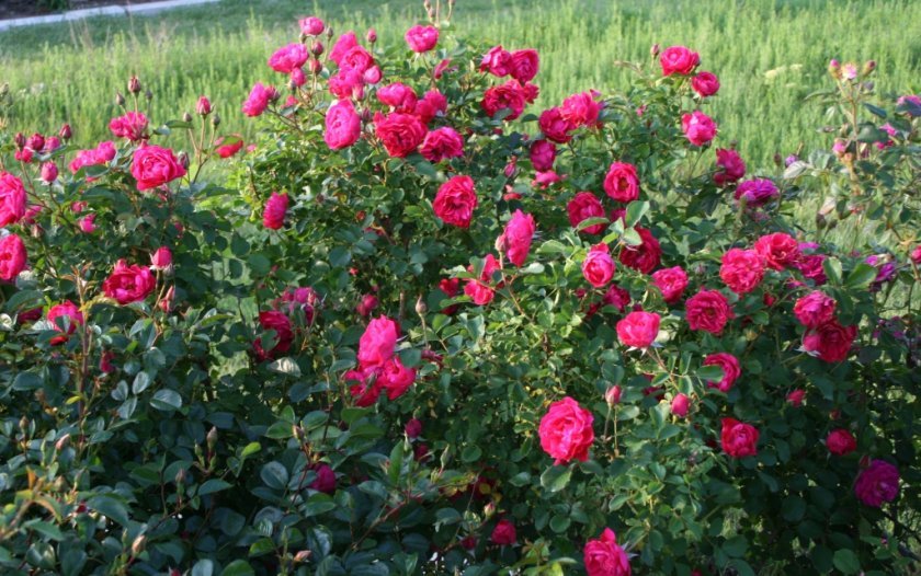 70f220a2cc098bacafca4414a0ea4e2e Паркові троянди: опис, посадка й догляд, вирощування, обрізка і укриття на зиму, фото, відео