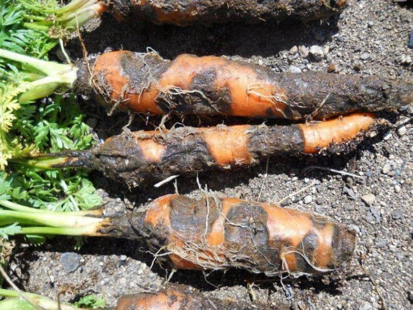 7152780bc32b86335f18116d1c080508 Посадка моркви: правила і строки посадки, підготовка насіння і посів у відкритий грунт, вирощування і догляд, фото, відео