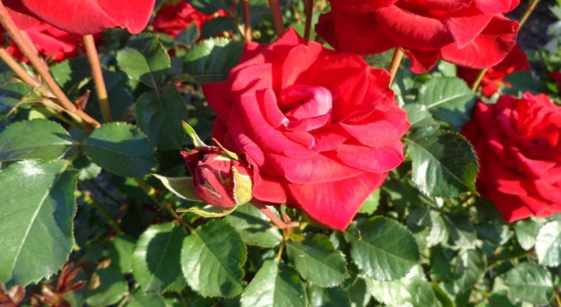 716f4a36b938d0fcf5c4f54a309f8aac Троянди Кордеса: найкращі сорти з описом і фото, особливості догляду