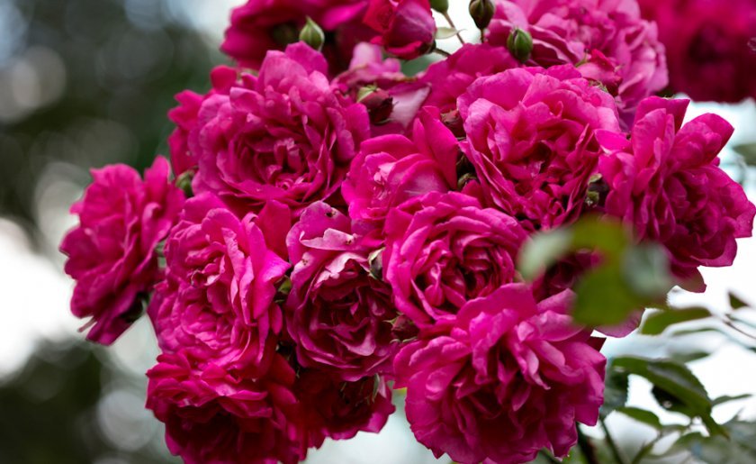 71a57148aad6646b1f31bc1e57c249ca Обрізка плетистих троянд осені на зиму: схема, правила, поради для початківців