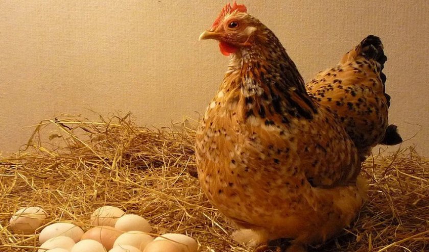 71f900ae3a243f6894f6b69c3fe59a08 Чи можуть нести яйця курки без півнів: фізичні особливості і будову організму