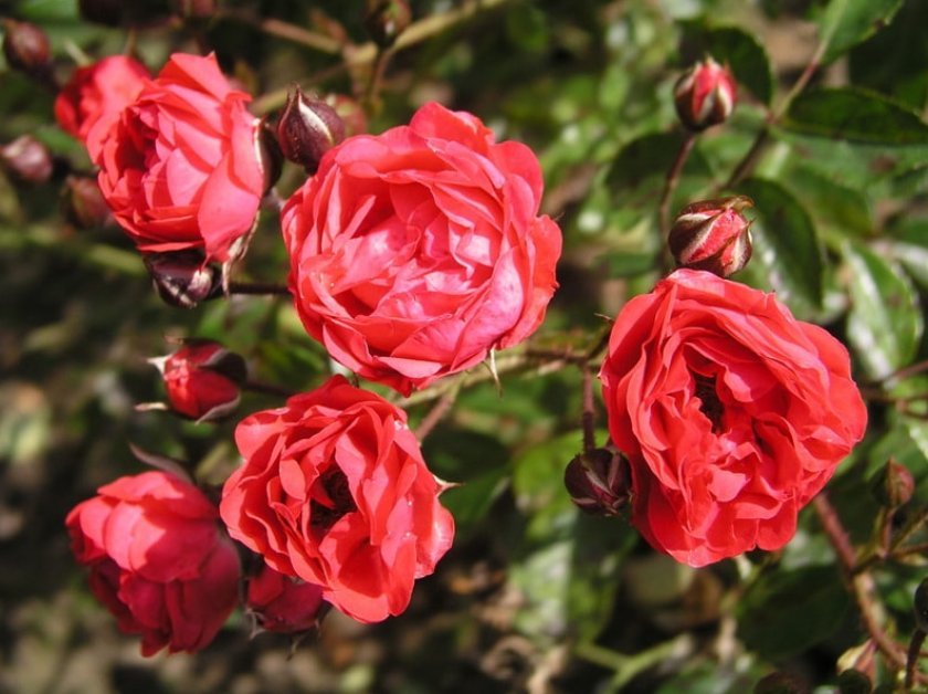 72d58ae7e13ca98c88f87b51a53ec7e8 Поліантові троянди: опис та фото, вирощування і догляд в домашніх умовах, посадка, обрізка і розмноження