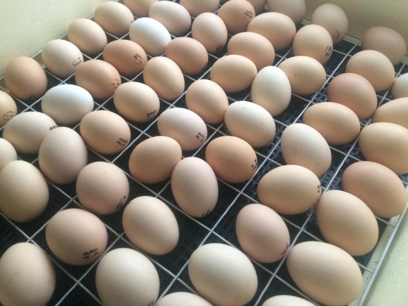 740bbd649cdfeb44823fefbb326e30ad Несуться чи бройлерні кури: як отримати яйця бройлерів в домашніх умовах