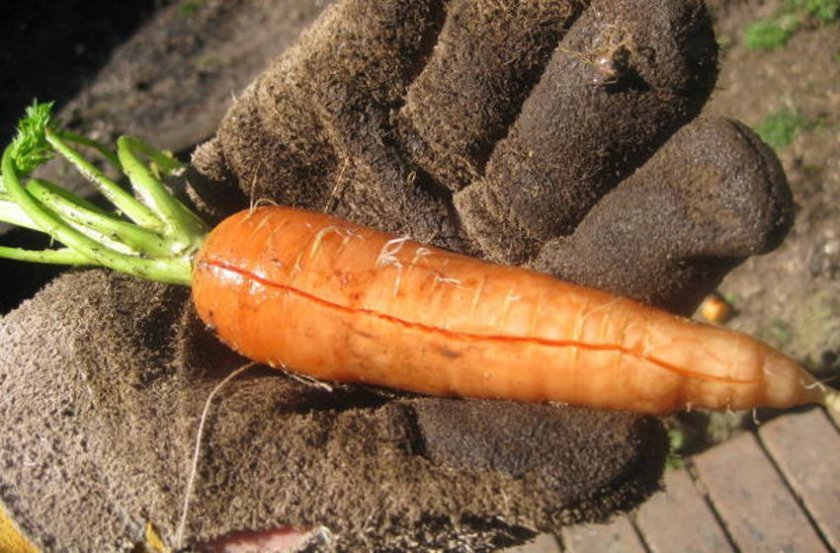 75490b26c211cd282a71e0dc77d3516a Чому тріскається моркву на грядці: можливі причини та особливості вирішення проблеми
