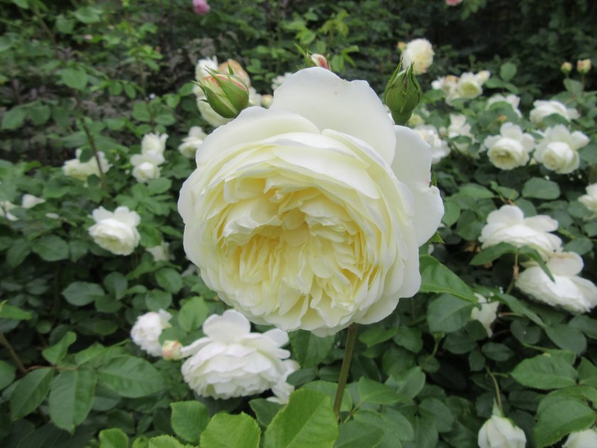 780eccd60088ba821ed168c54ff73fc6 Піоноподібні троянди: опис з фото, особливості садіння, вирощування та догляду, відео
