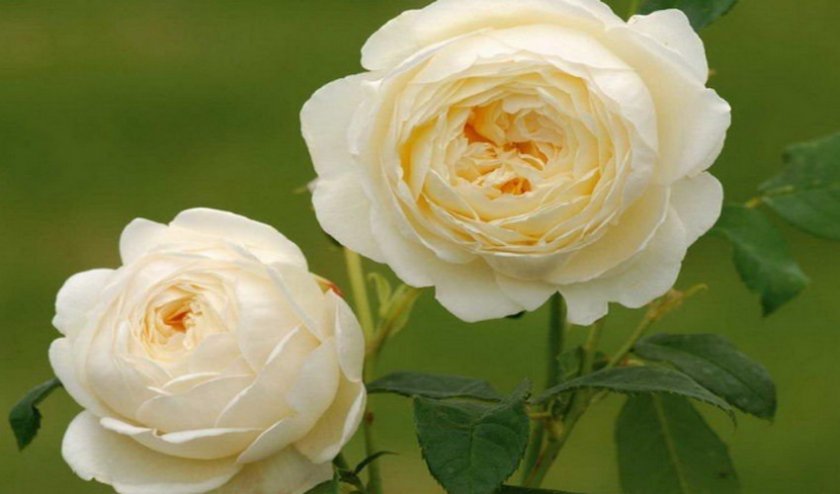 7824600f29520b84bbe0fdc979fb7738 Англійські троянди: опис з фото, особливості посадки, догляду та вирощування