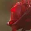 7898e7d6cd5a884d2c6d78ce16ce9cf2 Троянди Еквадор: опис сортів з фото, особливості вирощування та догляд