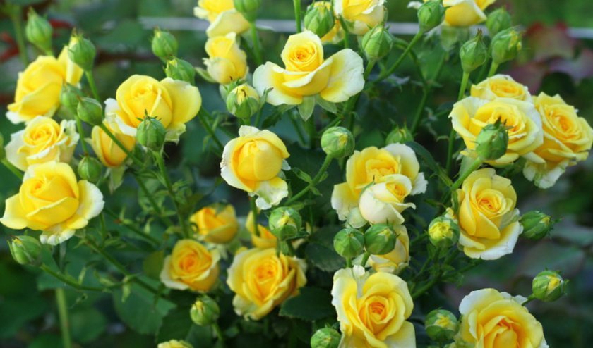 796a0a253c7563b9c665b4dc4dc62ef0 Жовті троянди: до чого дарують, значення та опис кращих сортів, основні правила догляду