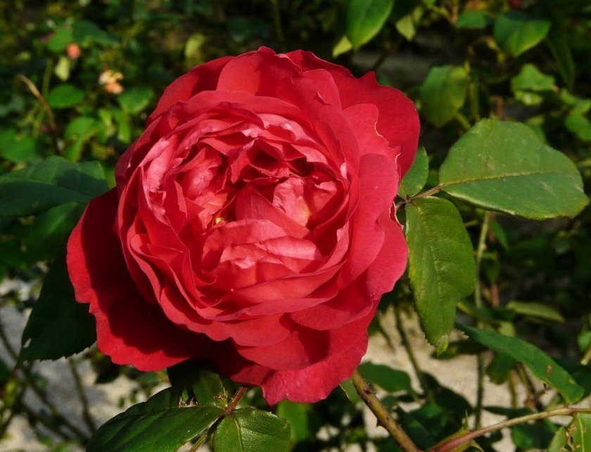 7a19f1ff16cf3b9c449f70631aac9864 Піоноподібні троянди: опис з фото, особливості садіння, вирощування та догляду, відео