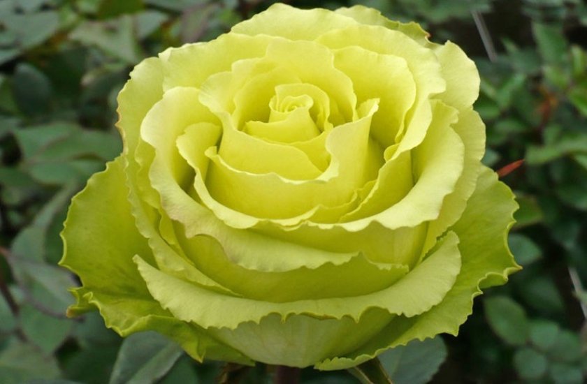 7ba2873a9f82fa715236f7b5a8b81c1b Троянди Еквадор: опис сортів з фото, особливості вирощування та догляд