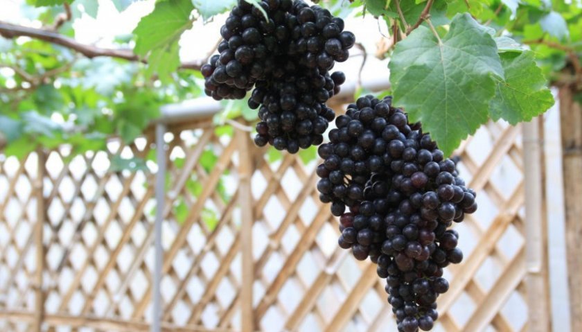 7d36e213047c3ea00323ddf9aac53ff3 Кращі сорти винограду без кісточок: опис та особливості розмноження, фото
