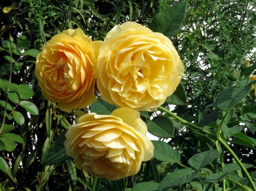 7d83d219f049ca99aef670bc84854033 Піоноподібні троянди: опис з фото, особливості садіння, вирощування та догляду, відео