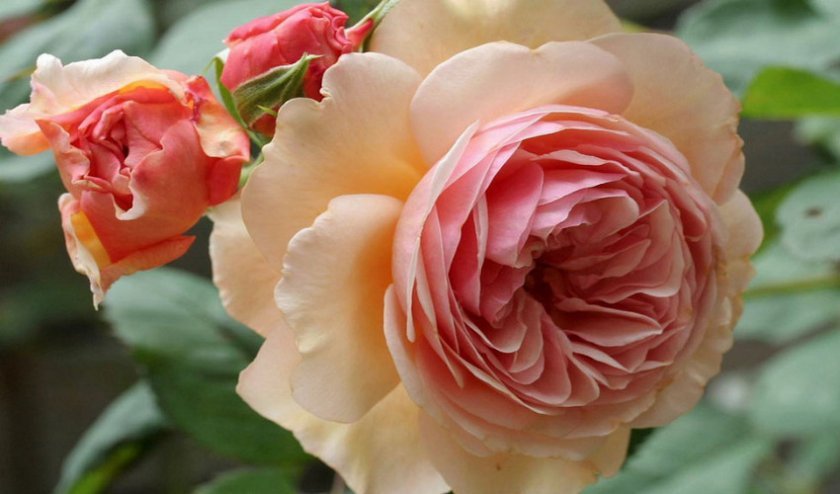 8691c9cb86682e4fb7b350995dba8d5f Англійські троянди: опис з фото, особливості посадки, догляду та вирощування