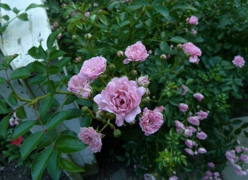 8935341a0d8206844b33abb61a7fa5a7 Поліантові троянди: опис та фото, вирощування і догляд в домашніх умовах, посадка, обрізка і розмноження