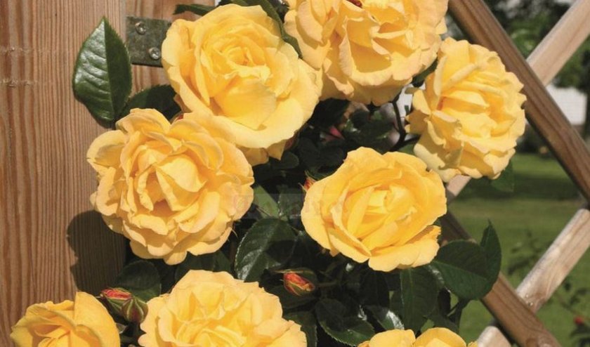 8a5f4e30c033c04966cc7538659ecc11 Жовті троянди: до чого дарують, значення та опис кращих сортів, основні правила догляду