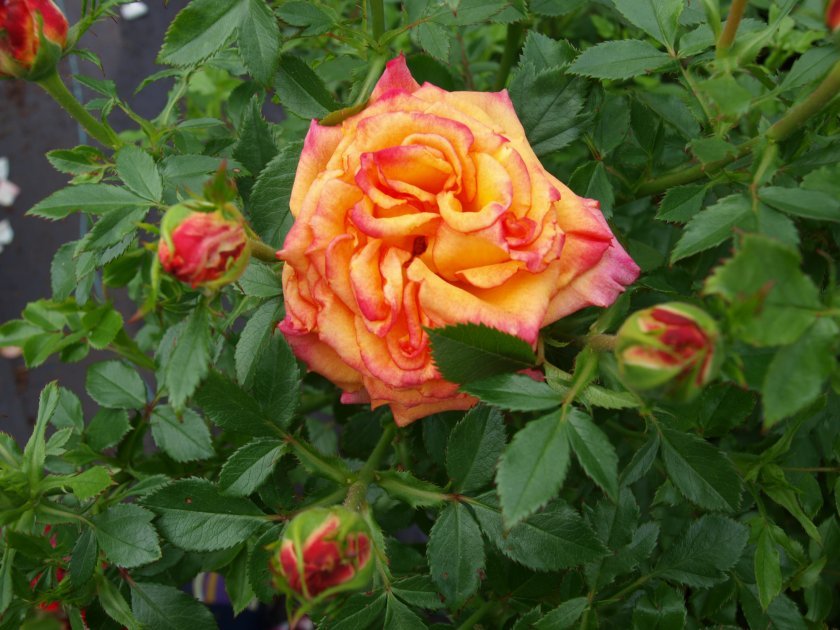 8b3e764ef019c31578059c7dd98976b7 Чому троянди жовтіють листя: причини і що при цьому робити, особливості догляду