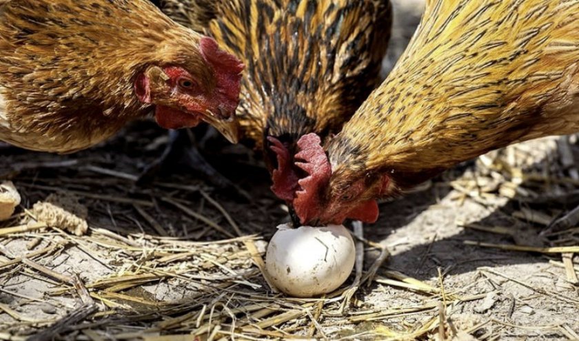 8c48e74589c64f743e0453e677ee1f5c Чому кури клюють яйця: в чому причина і що робити, народні поради