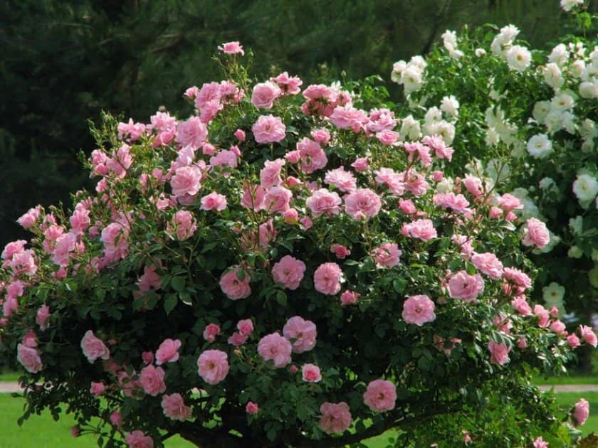 8eebfb6959bc8ae10da51a8181a61282 Паркові троянди: опис, посадка й догляд, вирощування, обрізка і укриття на зиму, фото, відео