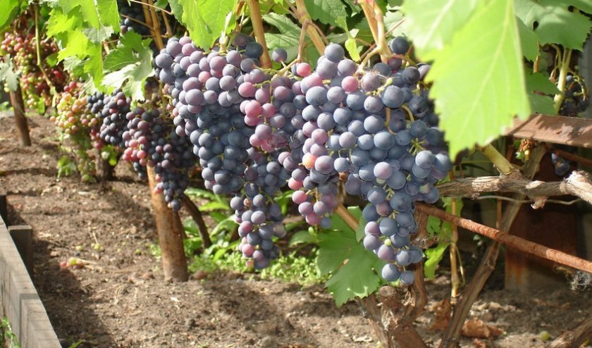 8f8e4adf414bb0e0bd403bebd2d8c6a6 Грунт для вирощування винограду: вимоги до складу, кислотність