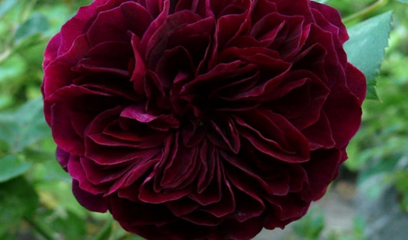 90040331e2cc6dac1a6f4b1ffbdb9fce Англійські троянди: опис з фото, особливості посадки, догляду та вирощування