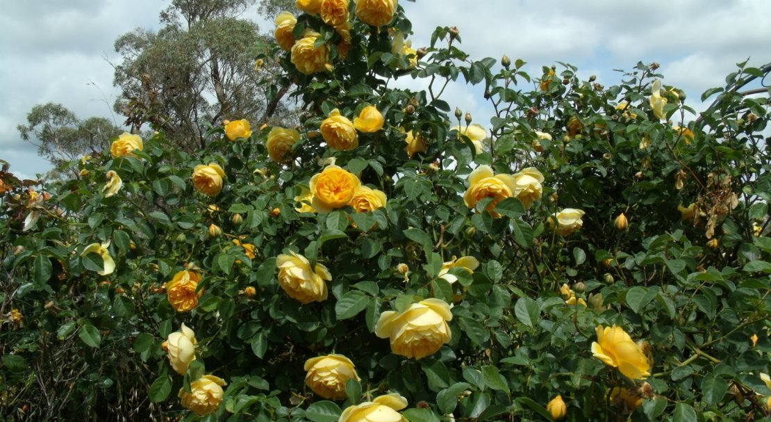 9037b1931b9fcf5f23944783a088f5b8 Паркові троянди: опис, посадка й догляд, вирощування, обрізка і укриття на зиму, фото, відео