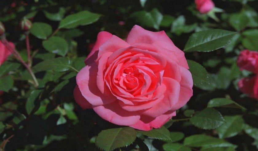 92c885d2ffe10050573210ff3b100a23 Маленькі троянди: як називаються самі мініатюрні сорти троянд, посадка й догляд, фото