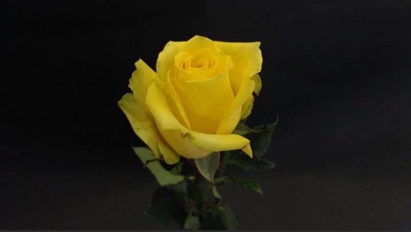930aa7c38df9d8b9a21860e196582092 Троянди Еквадор: опис сортів з фото, особливості вирощування та догляд