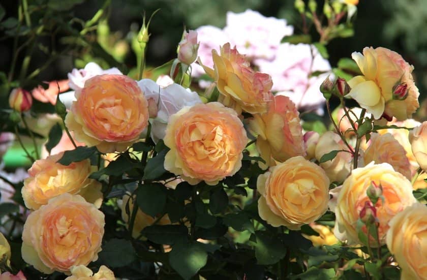 93800335cbdcd78ffbbb5dddee67dcbe Поліантові троянди: опис та фото, вирощування і догляд в домашніх умовах, посадка, обрізка і розмноження