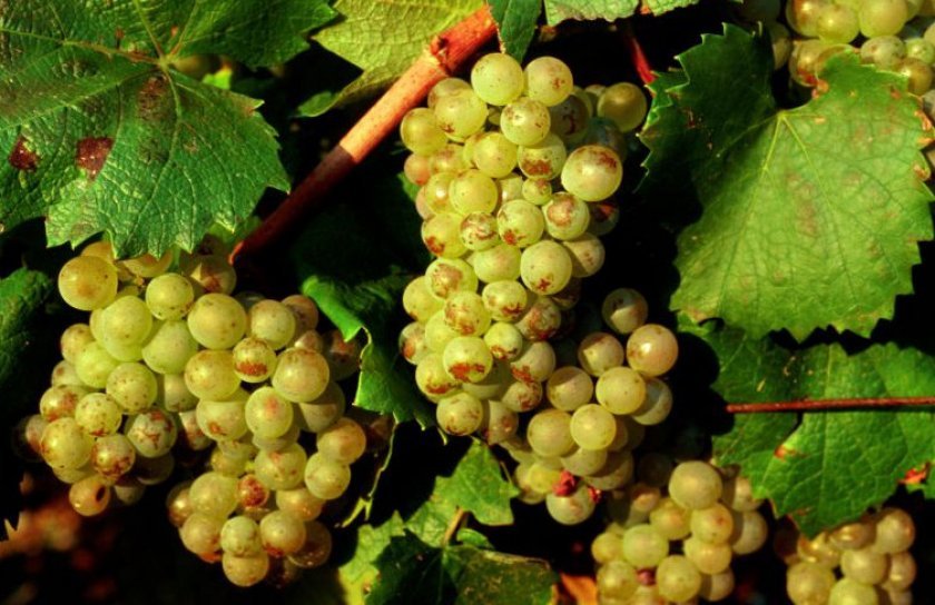 956f9596306d9a198b85297ac94ca06e Як зробити вино з білого винограду: прості рецепти, кращі сорти, покрокове приготування