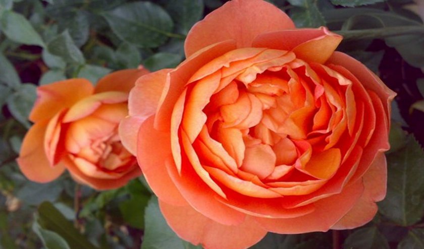 95a68a934b6cc959f0d76b4e881b12da Англійські троянди: опис з фото, особливості посадки, догляду та вирощування