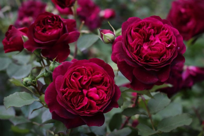 961d2c9c3de6b57fa408afb643d3937a Піоноподібні троянди: опис з фото, особливості садіння, вирощування та догляду, відео