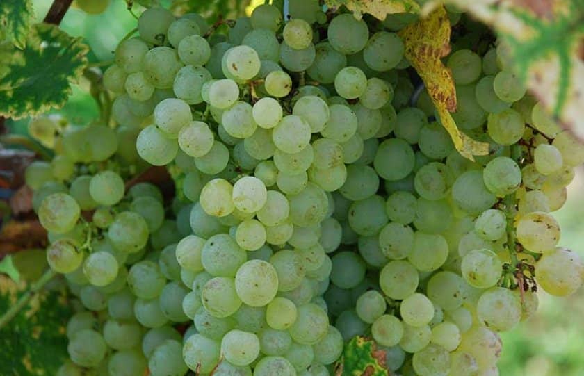 96592a5d05c4f1451c534c581afa05af Вибір кращого сорти винограду для коньяку: опис, вирощування, процес виготовлення