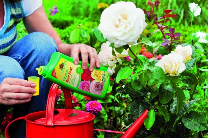 983ac5267213e271002b275226ecfd24 Добриво весною для троянд: чим краще підгодовувати, скільки і як правильно вносити добрива, виготовлення добрив в домашніх умовах