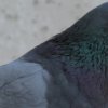 9875df53f2991bd81598377456175305 Голуби Ченці: опис та характеристика птахів, в чому відмінності від інших видів, вирощування і догляд, фото
