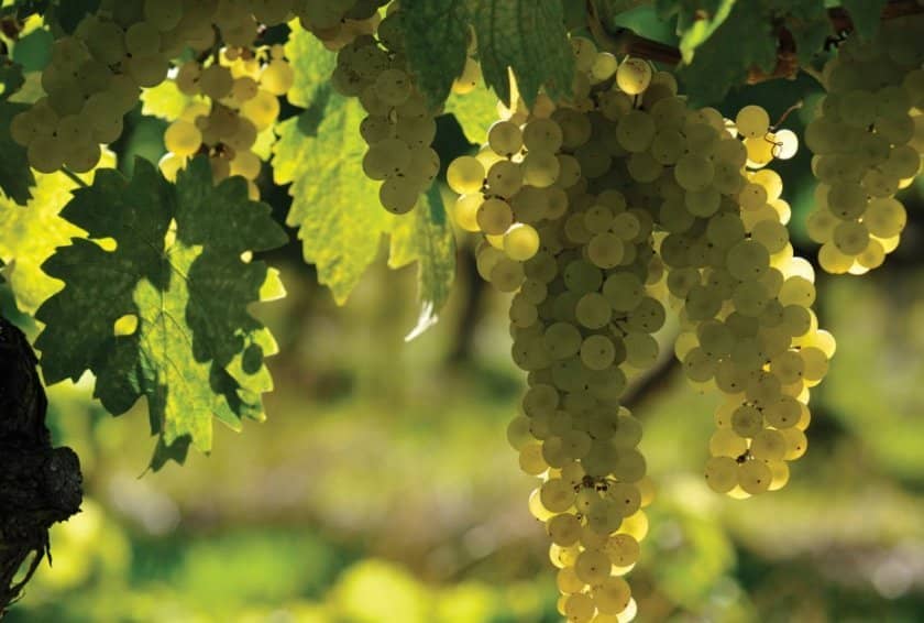 990a30fa0d83a405e7a96ac2a66a80b2 Вибір кращого сорти винограду для коньяку: опис, вирощування, процес виготовлення
