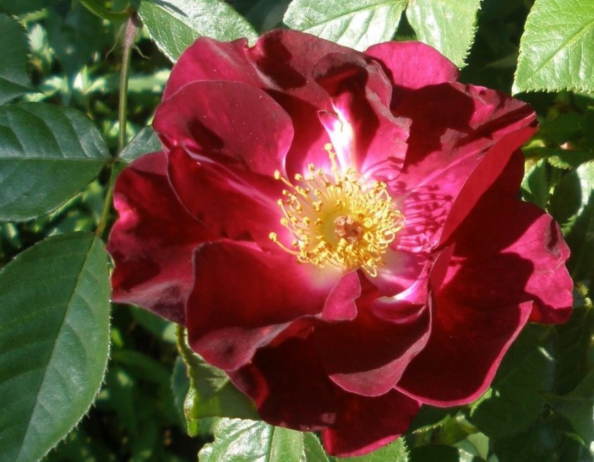 9950b42e145c737928c3012f91b10dfc Фіолетові троянди: що означають, опис сортів з фото, основні правила вирощування та догляду